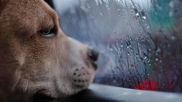 Cães podem ter medo durante as chuvas