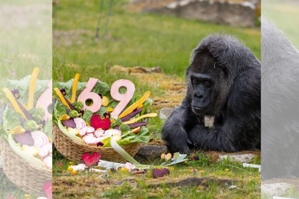 Gorila mais velha em cativeiro celebra 69 anos sem bolo; entenda
