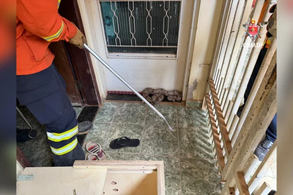 Jiboia é resgatada em porta de construtora em São Sebastião - destaque galeria
