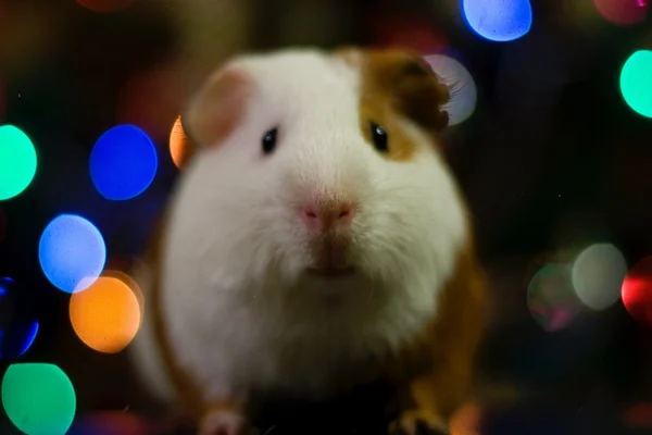 Um luxo só: marca sul-coreana cria mansões para hamsters