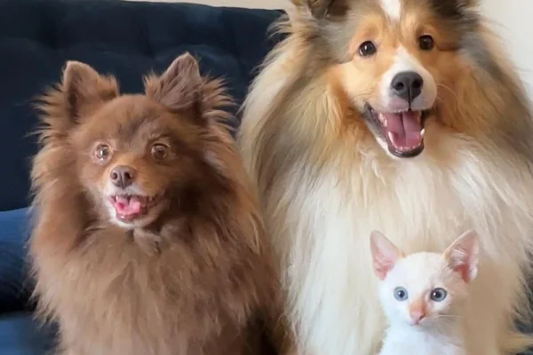 Lara Bertola, tutora de Cacau e Castanha, viralizou ao mostrar a relação das cachorras com a chegada de um filhote de gato na família - Metrópoles