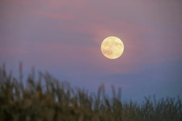 Confira a fase da Lua nesta terça (3/2) e como afeta seu signo