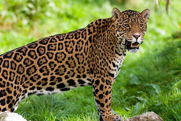 Vídeo: onça-pintada e jacaré lutam na água em rio do Pantanal