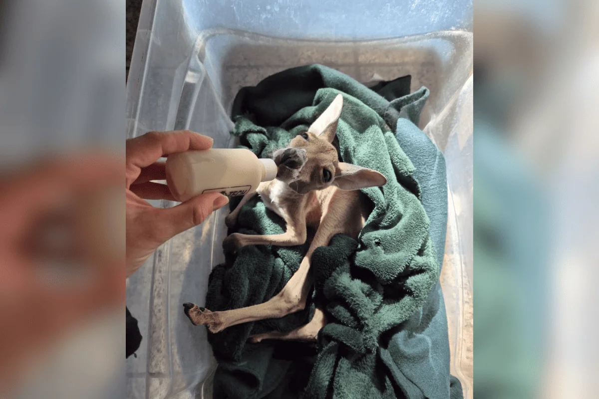 Ela passou a ficar durante o dia no recinto com outros animais da espécie como parte do processo de adaptação Ela passou a ficar durante o dia no recinto com outros animais da espécie como parte do processo de adaptação