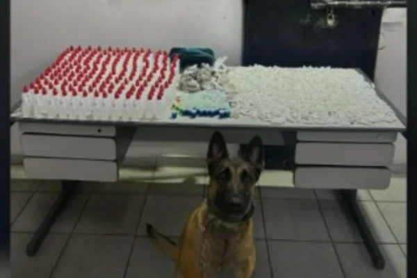 Imagem colorida mostra o cão farejador da Polícia Militar (PM) Isla, que ajudou na apreensão de drogas em São Bernardo do Campo - Metrópoles