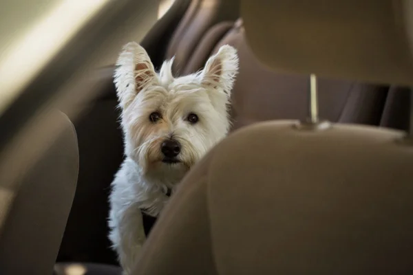 Imagem colorida de cachorro branco sentado no banco de trás do carro