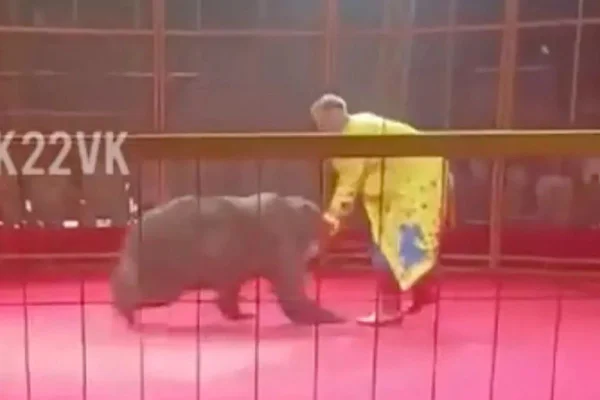 Imagem colorida de momento em que urso parte para cima de treinador - Metrópoles
