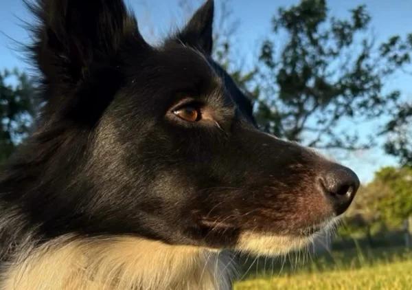 Onde está Sebastião? Cidade se mobiliza por cão desaparecido há 9 dias