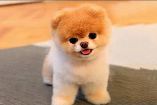 Boo, o cachorro “mais fofo do mundo”, morre aos 12 anos