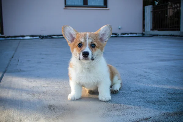 Vaga para cuidador de cães