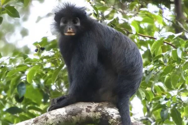 Imagem colorida de macaco congôles - Metrópoles
