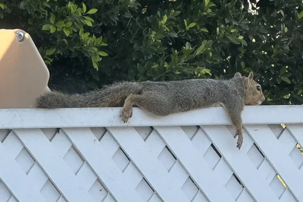 Esquilos viralizam ao fazer poses para aliviar o calor em Los Angeles
