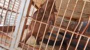 Entre os animais estavam tatus, coelhos e porquinhos da índia Entre os animais estavam tatus, coelhos e porquinhos da índia