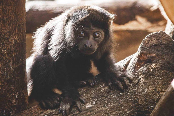 A Fundação Zoológico de Brasília convida o público a participar da escolha do nome do novo mascote da entidade. As opções para o filhote de bugio-de-mãos-ruivas são Thiaguinho, Ameixinha, Tarzan e Café. A votação ficará disponível por 24 horas, e o resultado será divulgado nas redes sociais do Zoológico de Brasília na quinta-feira, às 14h.