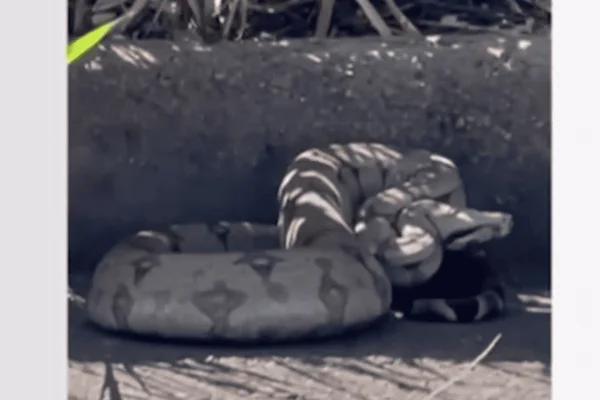 video: jiboia flagrada