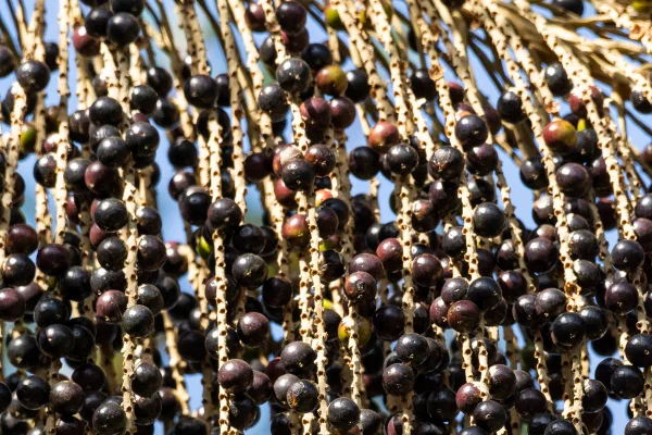 Cacho de frutos pendurados na palmeira Juçara em Penedo, RJ, Brasil fruta