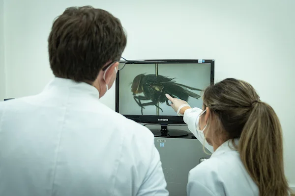 ENTOMOLOGIA FORENSE, MOSCAS AJUDAM A SOLUCIONAR HOMICÍDIOS