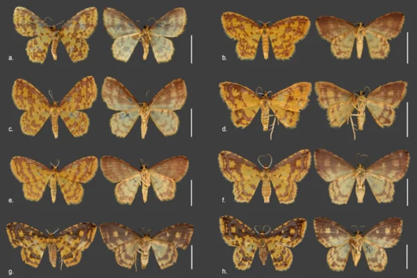 Imagem colorida das mariposas descobertas - Metrópoles