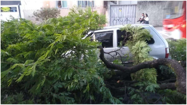 Caminhão bate em árvore, que cai sobre carro em movimento em BH