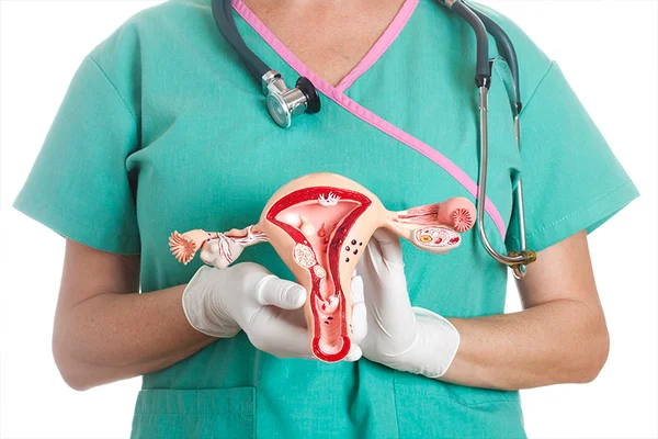 Imagem colorida - médica segura réplica de útero - Metrópoles