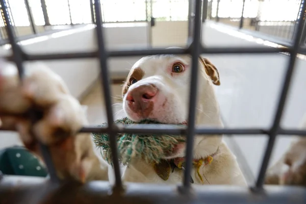 Zoonoses tem 22 animais à espera de um lar no DF. Veja fotos