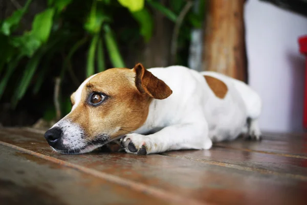 Cachorro triste