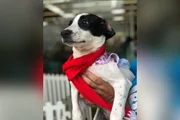Shopping do DF fará feira de adoção de cães e gatos neste sábado - imagem 3 Shopping do DF fará feira de adoção de cães e gatos neste sábado - imagem 3