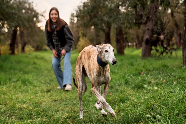Alta velocidade! Descubra as 5 raças de cães mais rápidos do mundo