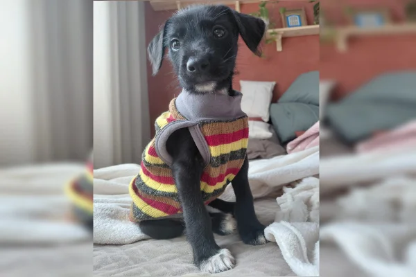 cachorro de roupa