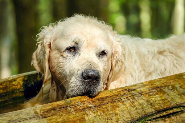 cachorro caramelo claro deitado em água