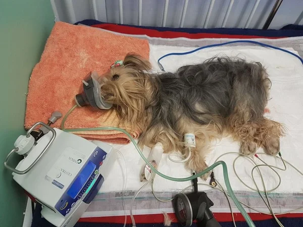 Cachorrinha yorkshire morre após ser espancada. Dona acusa ex-namorado