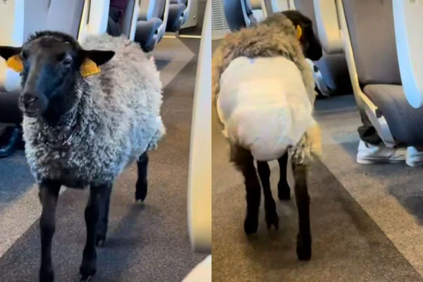 Montagem colorida com prints de vídeo de ovelha em trem