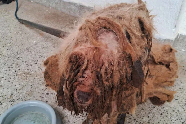 Ex-tutora pagará R$ 7 mil de indenização a cão vítima de maus-tratos - destaque galeria Ex-tutora pagará R$ 7 mil de indenização a cão vítima de maus-tratos - destaque galeria