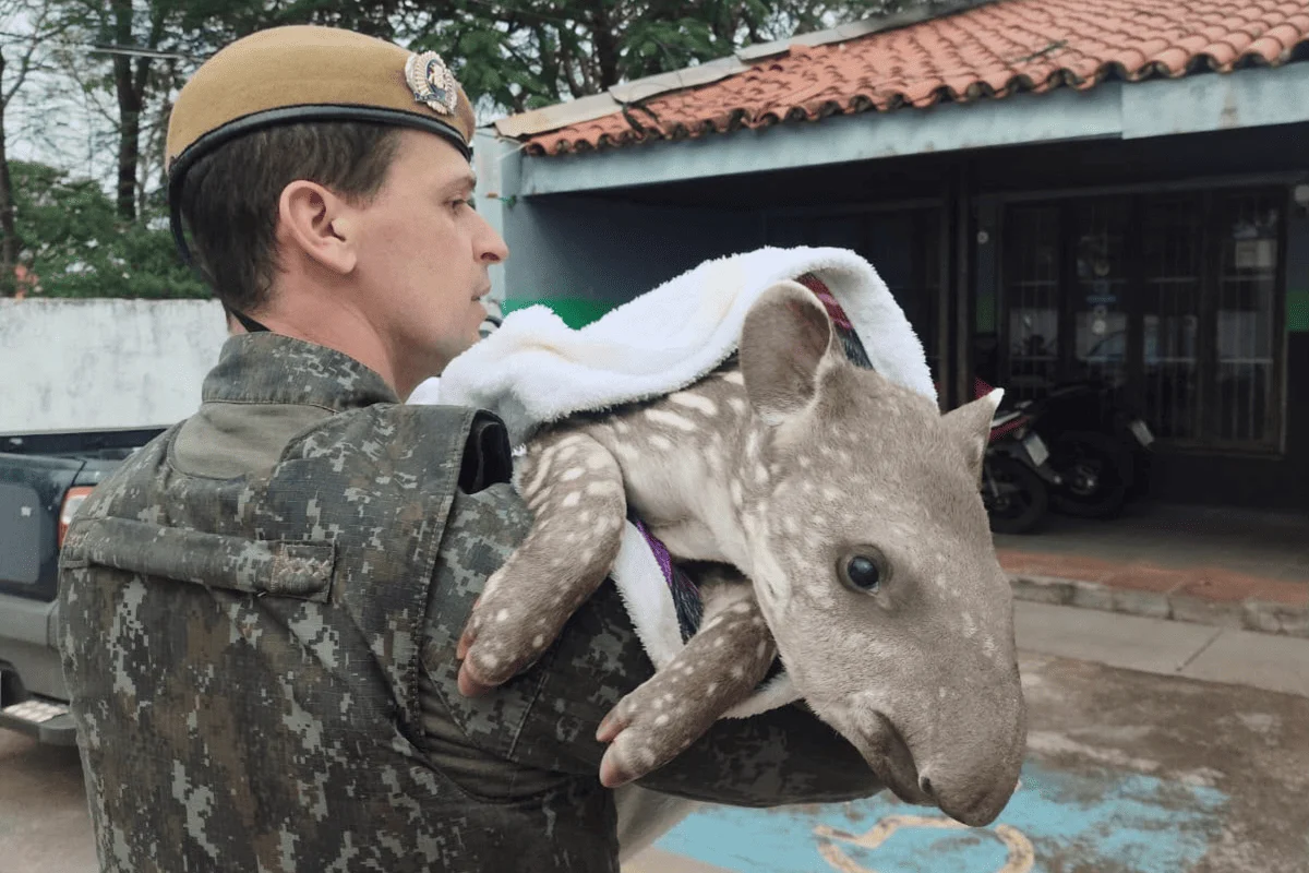 Filhote de anta com a pata fraturada é resgatada entre rodovias no interior Filhote de anta com a pata fraturada é resgatada entre rodovias no interior