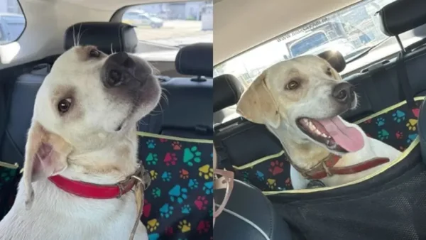 Cão que vive em campus agora procura uma família em Criciúma
