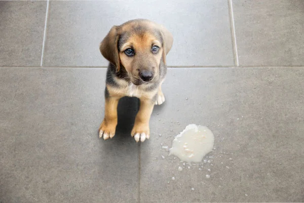 foto colorida cachorro filhote do lado de vômito
