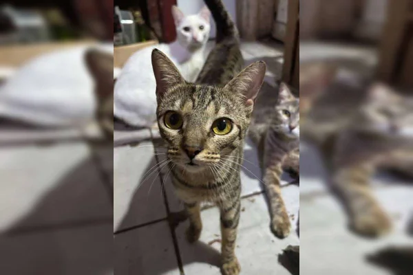 Nova feira para adoção de 46 gatinhos será neste sábado. Saiba mais