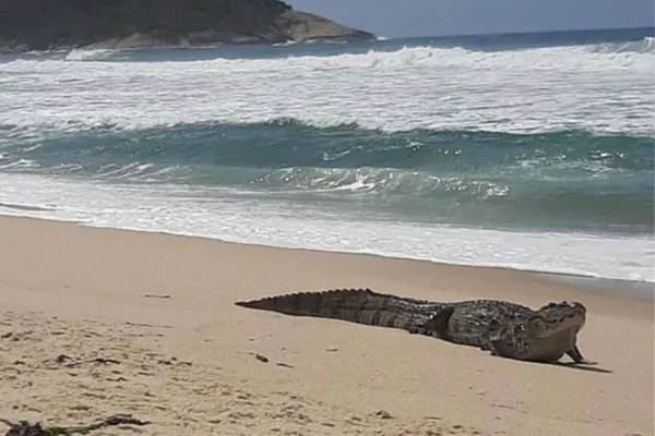 Bombeiros resgatam jacaré na praia do Recreio, zona oeste do Rio
