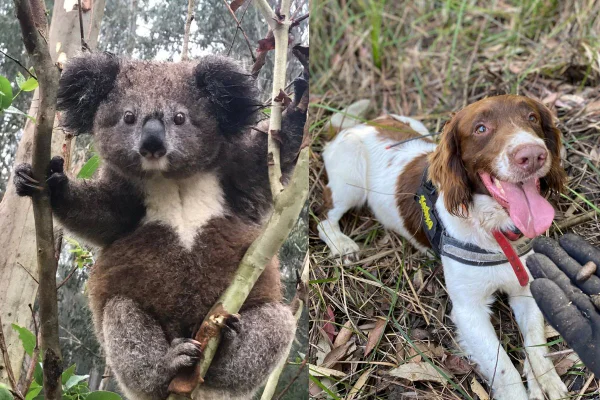 Montagem de duas imagens coloridas de coala e cachorro