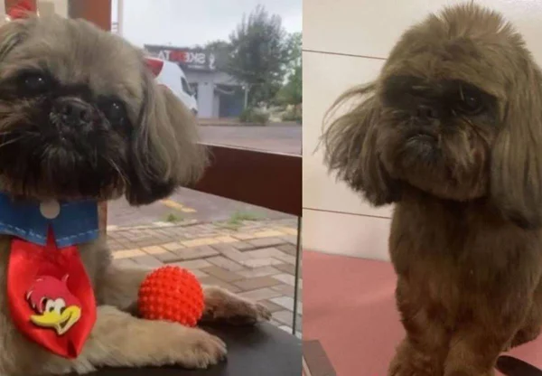 Montagem colorida com duas fotos de um cachorro - Metrópoles