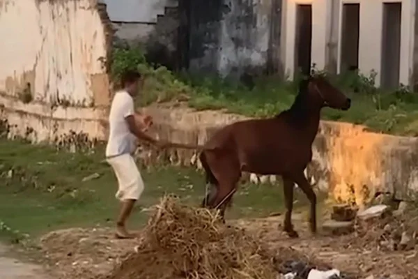 Imagem colorida de homem agredindo um cavalo - Metrópoles