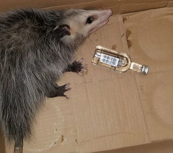 Gambá invade loja de bebidas e se embriaga com uísque