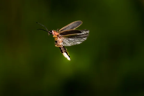 Imagem colorida de um vagalume voando natureza - Metrópoles
