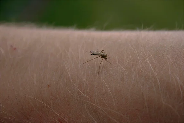 Vítima frequente de mosquitos? Saiba o que atrai esses insetos