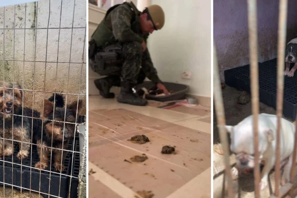animais resgatados em situação degradante