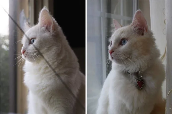 Mulher gasta R$ 126 mil para clonar gato: “Idênticos nas fotos”