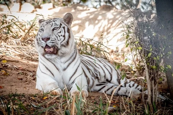 DF: estresse e perda de sangue causaram mortes de tigres do Zoo