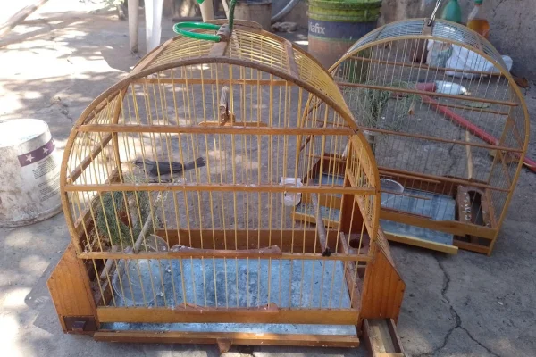 Aves silvestres são resgatadas em Lucélia (SP) - Metrópoles