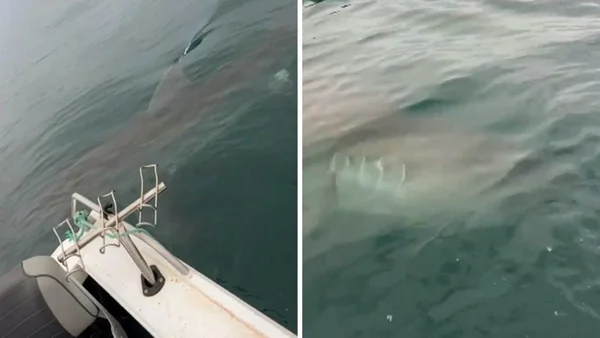 Tubarão-branco rondando pequeno barco de pescadores na Austrália - Metrópoles