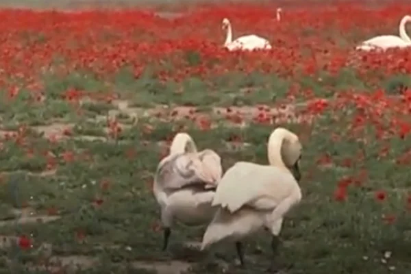 Imagem colorida mostra Cisnes ficam viciados em papoula na Eslováquia - Metrópoles